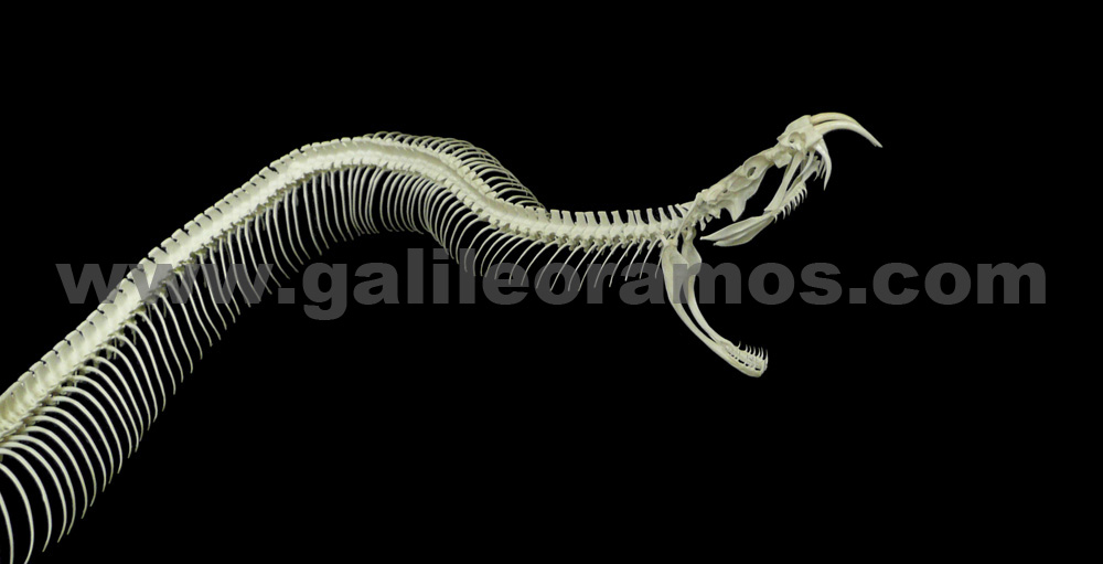 Crotalus atrox 2016A - 09 Skeleton - Fondo Negro