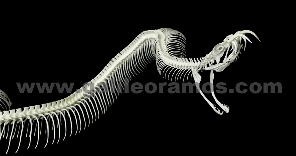 Crotalus atrox 2016A - 11 Skeleton - Fondo Negro
