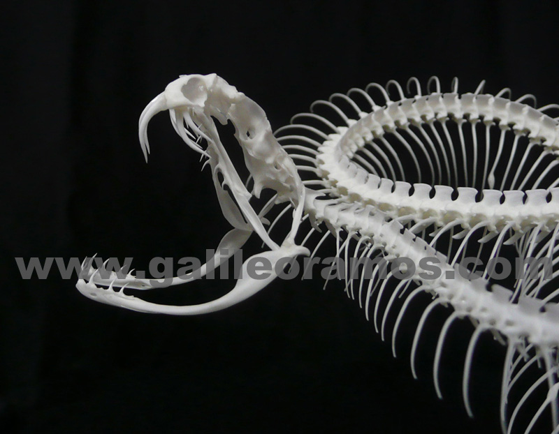 Crotalus atrox 2017B - 11 Skeleton