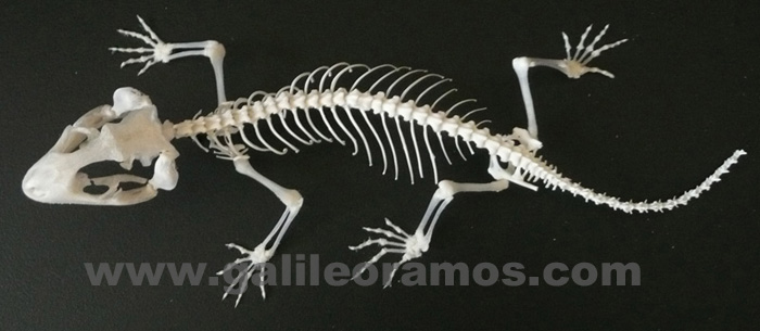 Eublepharis angramainyu 2016 01 Skeleton