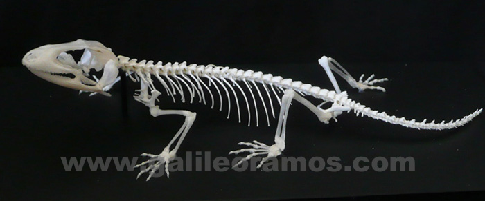 Eublepharis angramainyu 2016 04 Skeleton