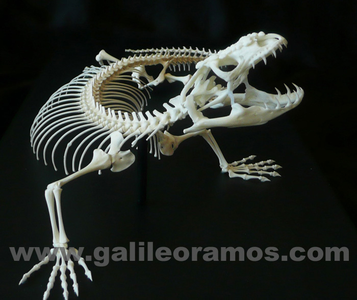 Heloderma horridum 2017A 13 Skeleton