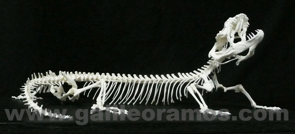 Heloderma suspectum 2017 - 02 Skeleton