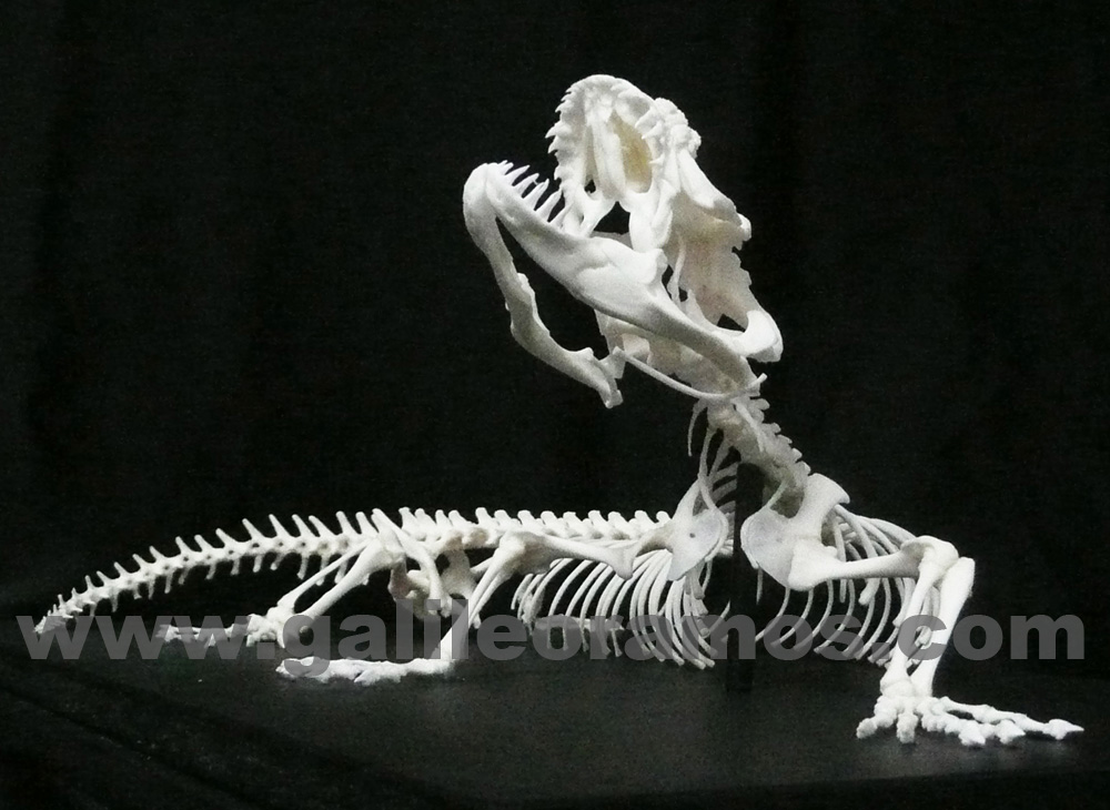 Heloderma suspectum 2017 - 11 Skeleton