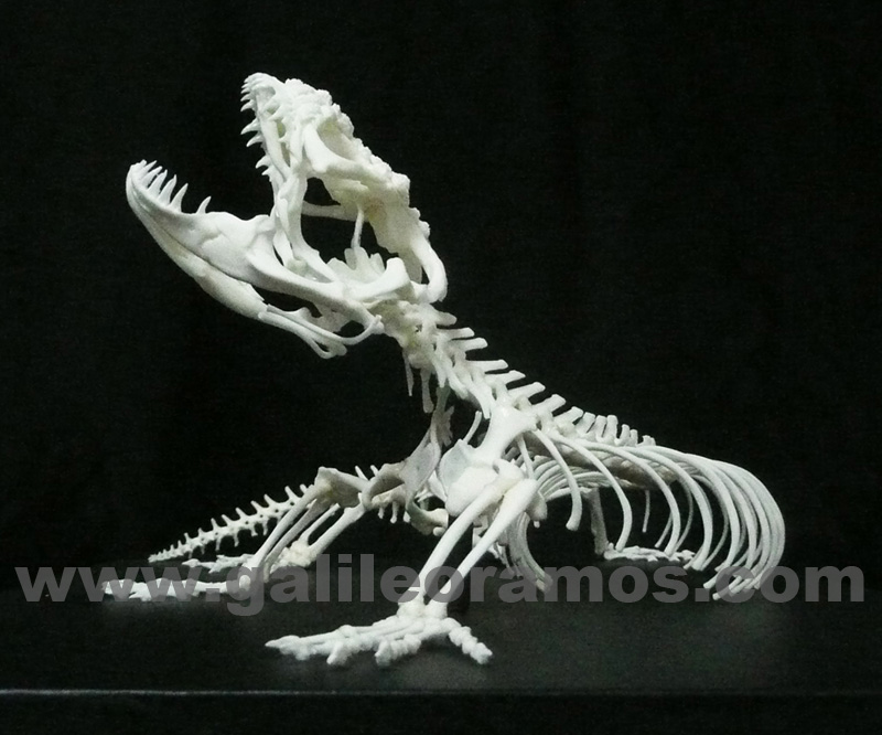 Heloderma suspectum 2017 - 13 Skeleton