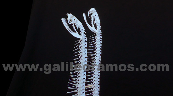 Macrovipera schweizeri 2016 - 04 Skeleton