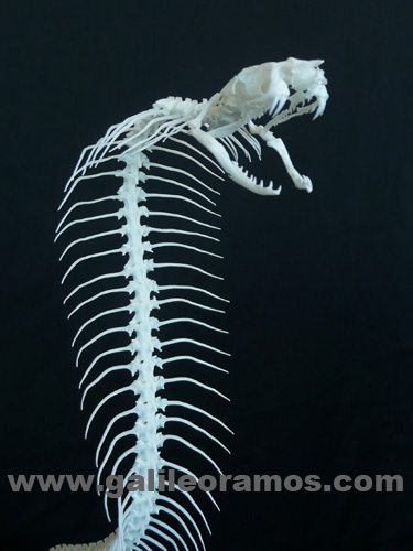 Ophiophagus hannah 2017 - 10 Skeleton