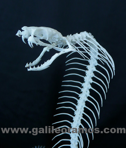 Ophiophagus hannah 2017 - 13 Skeleton