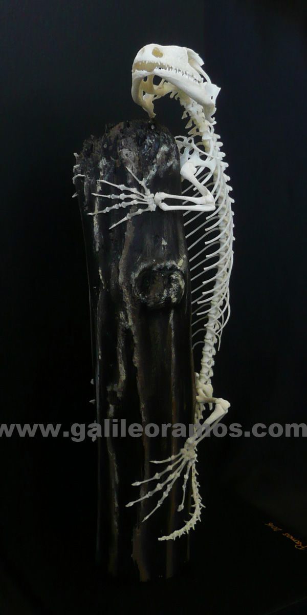 Rhacodactylus leachianus 2016A - 03 Skeleton