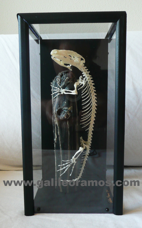 Rhacodactylus leachianus 2016A - 08 Skeleton