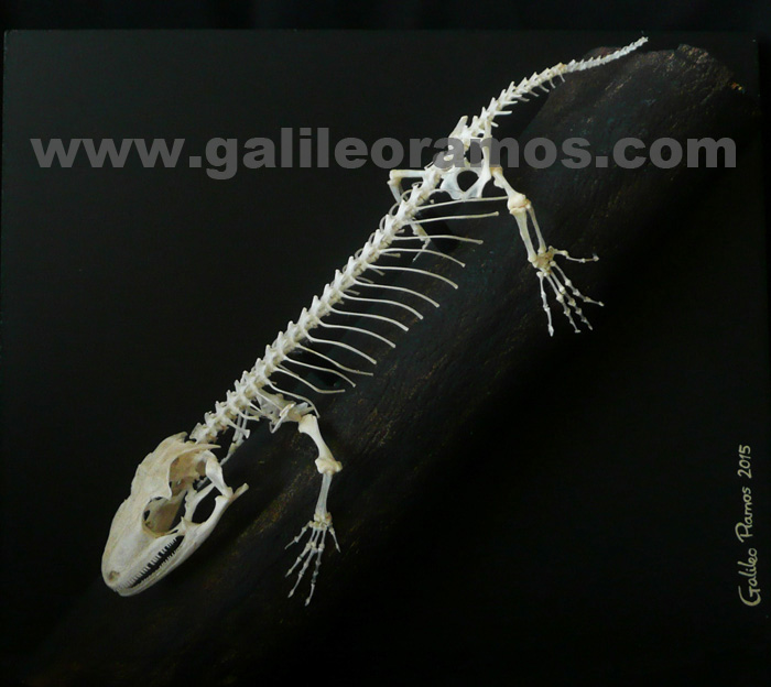 Rhacodactylus leachianus 2016B - 02 Skeleton