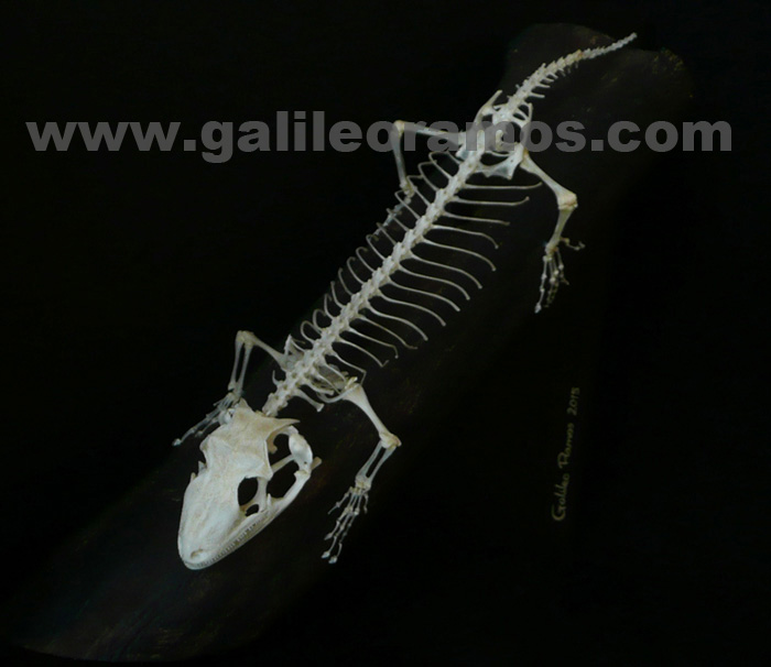 Rhacodactylus leachianus 2016B - 03 Skeleton