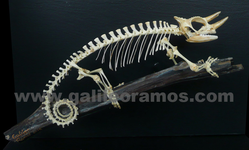 Trioceros johnstonii 2016 01 Skeleton