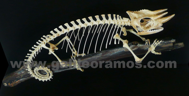 Trioceros johnstonii 2016 03 Skeleton