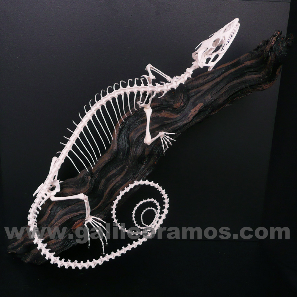 Varanus macreai 2018A - 01 Skeleton