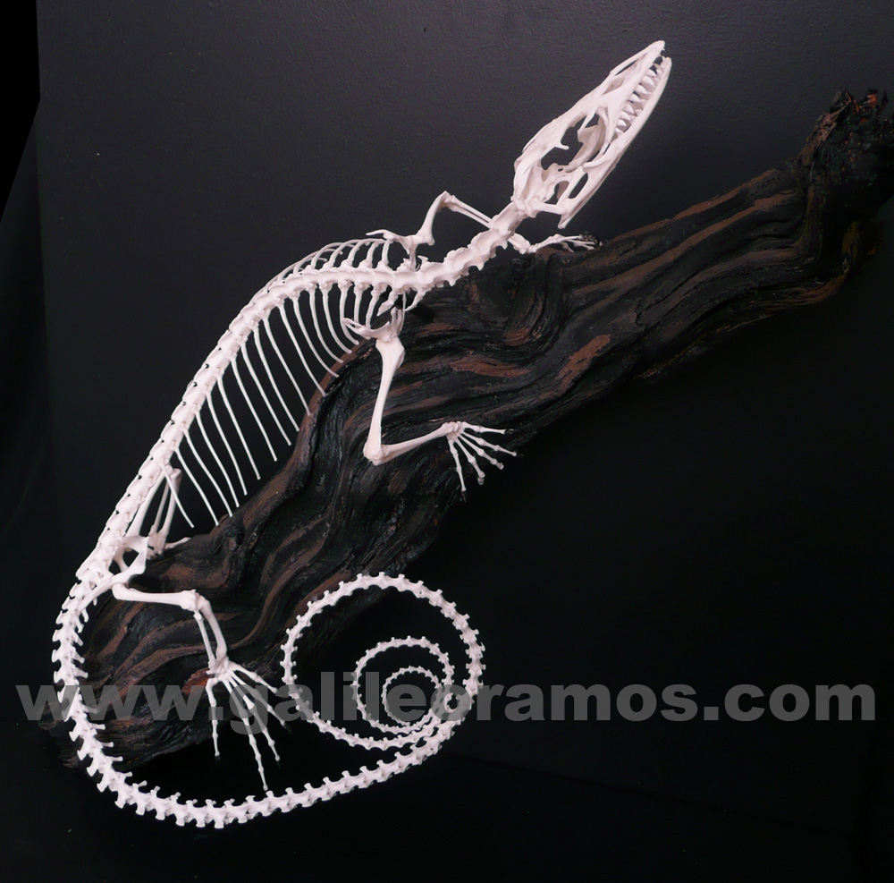 Varanus macreai 2018A - 02 Skeleton