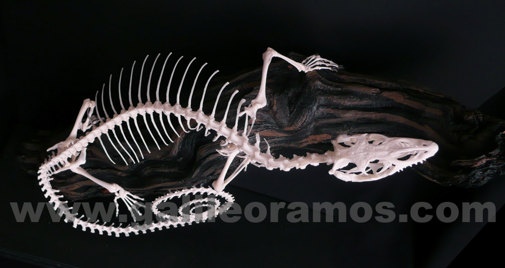 Varanus macreai 2018A - 08 Skeleton