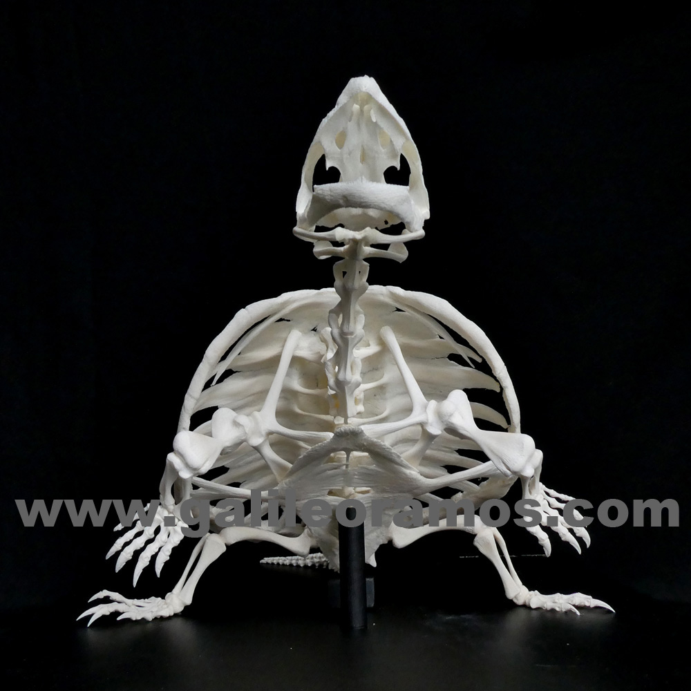 Cehlydra serpentina 2018A - 15 Skeleton