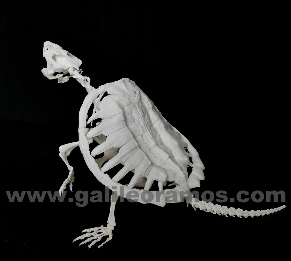 Cehlydra serpentina 2018A - 22 Skeleton