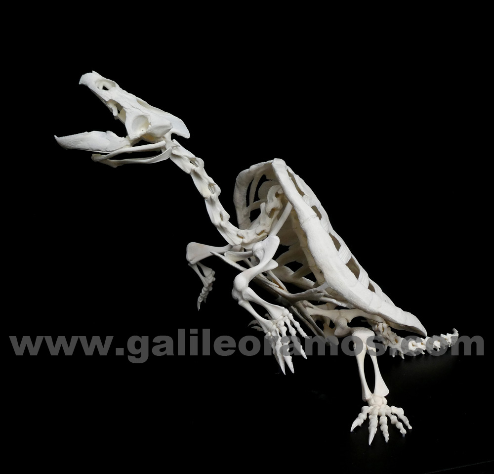 Cehlydra serpentina 2018A - 28 Skeleton