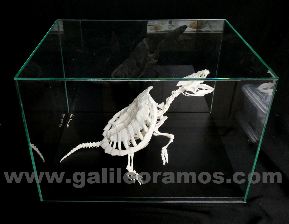 Cehlydra serpentina 2018A - 33 Skeleton