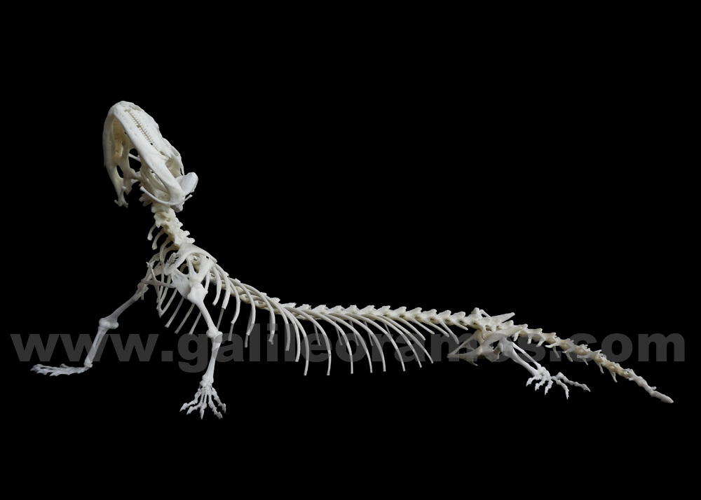 Egernia stokesii 2018 - 02 Skeleton