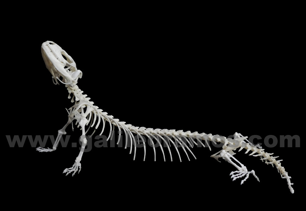 Egernia stokesii 2018 - 03 Skeleton