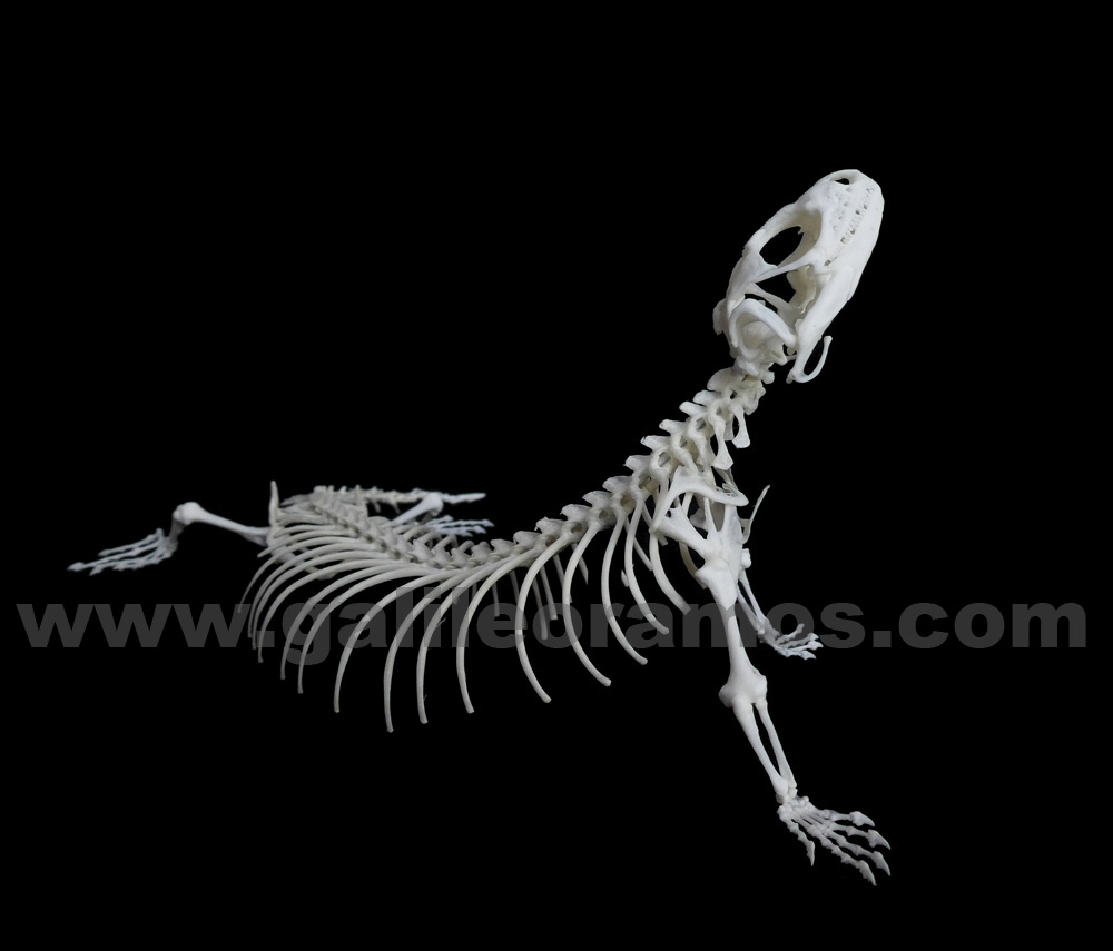 Egernia stokesii 2018 - 07 Skeleton